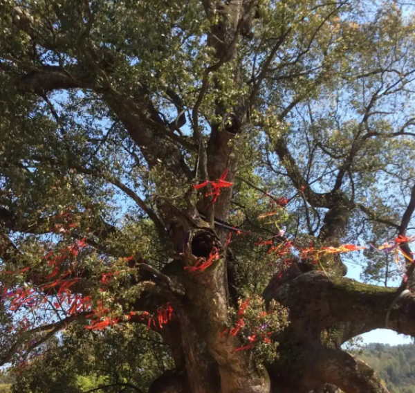 樟树招邪还是辟邪