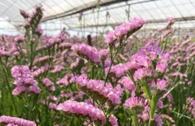 大棚勿忘我花的栽培技术