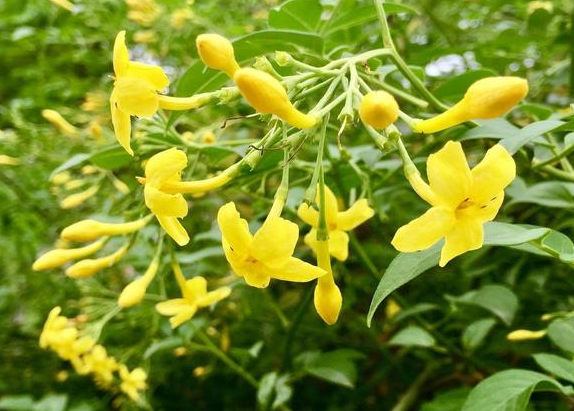 探春花几月份扦插最容易成活