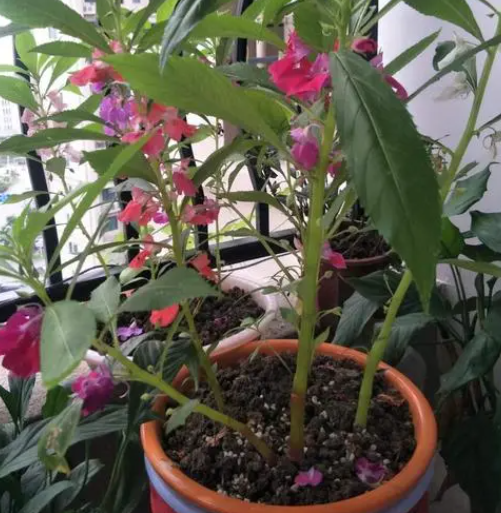 凤仙花的主要生长过程为什么