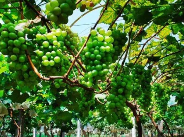 葡萄树的生长期一般是多少年