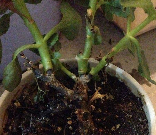 长寿花主茎腐烂怎么办