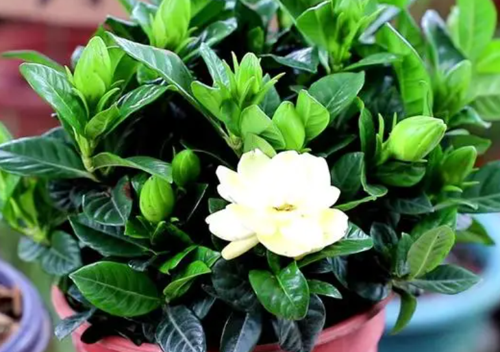 栀子花和茶花哪个好养