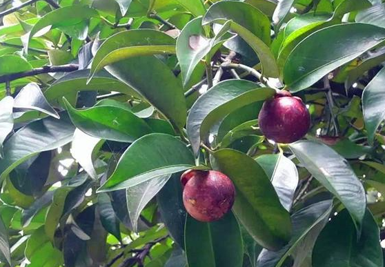 山竹的树是什么样子的