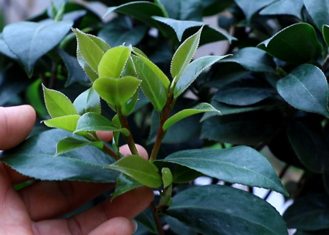 茶花长不出新叶怎么办