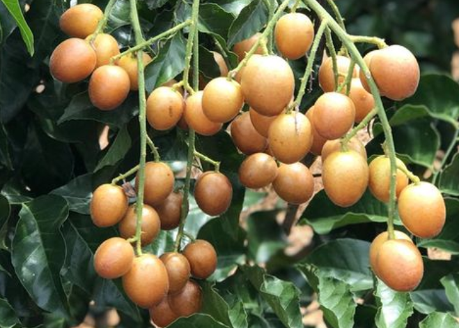 黄皮果树什么时候嫁接