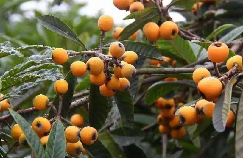 枇杷树深栽还是浅栽