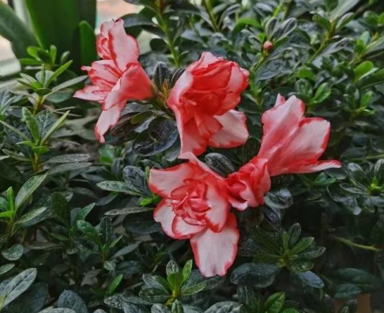 杜鹃为什么不开花