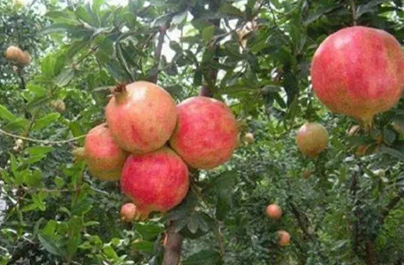 石榴树繁殖方法