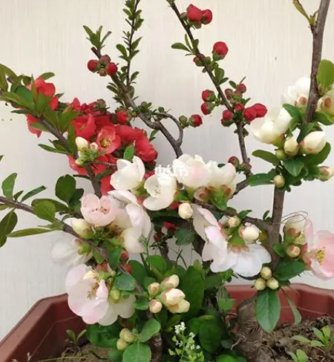 海棠开花的时候需要施肥吗