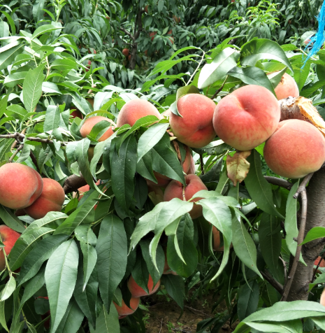 桃树修剪技术是什么