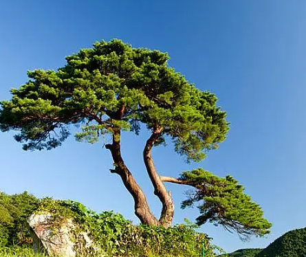 松树怎么传播种子