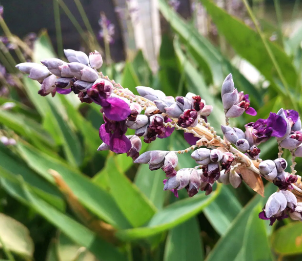 再力花是什么植物