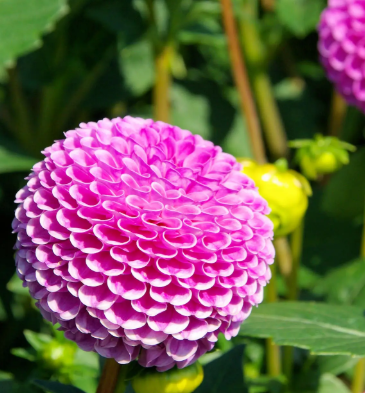 大丽花深种还是浅种