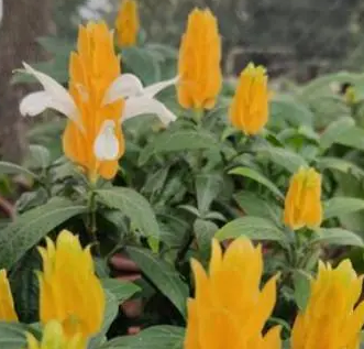 黄金塔花有毒吗