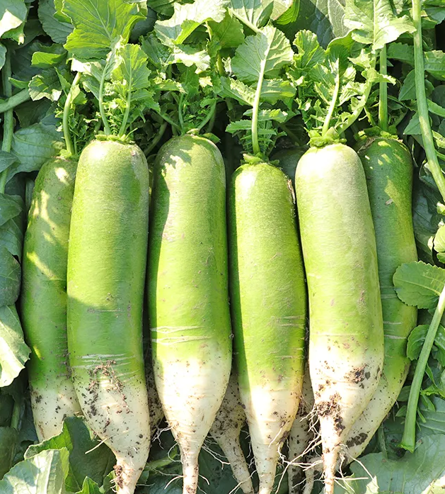 种萝卜开花怎么了办