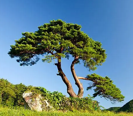 一棵松树能产多少斤松子