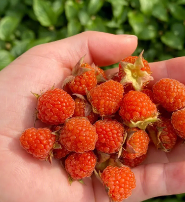 树莓枝条太长怎么打理