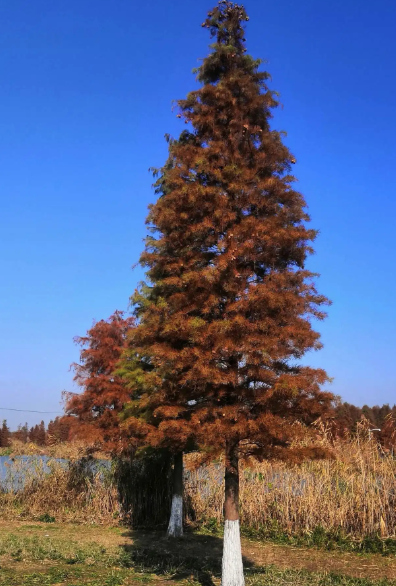 杉树的生活环境