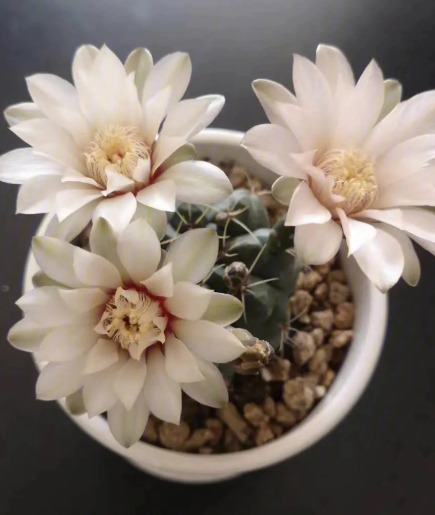 绯花玉爆崽方法