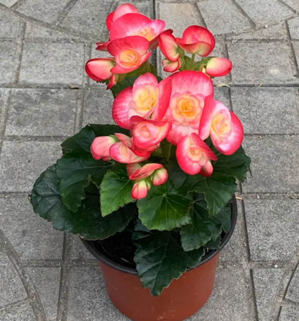 丽格海棠花谢了后怎么修剪