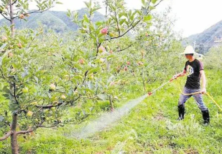 苹果树怎样施肥施什么肥