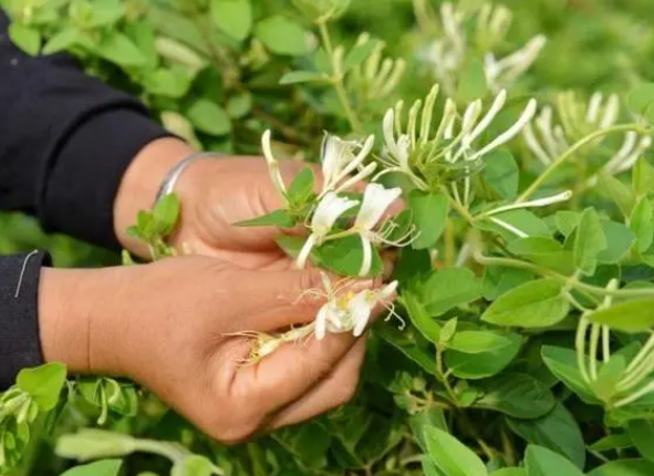 金银花修剪时间和方法