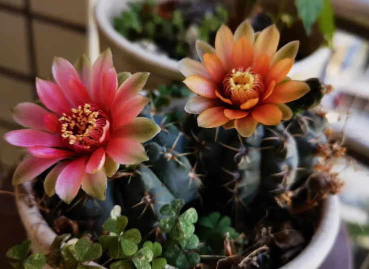 仙人球都会开花吗