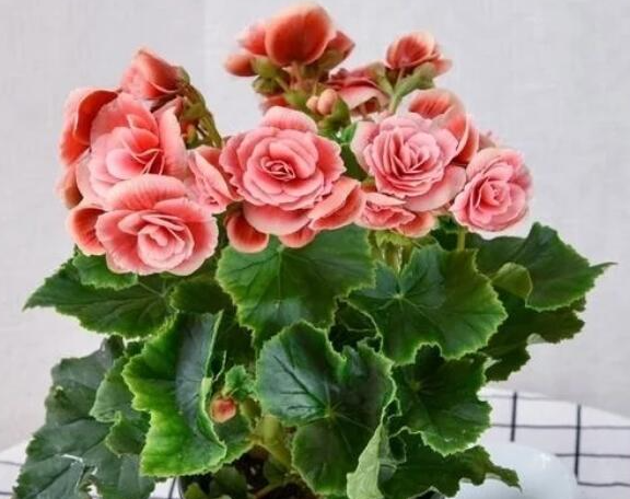 丽海棠花繁殖方法