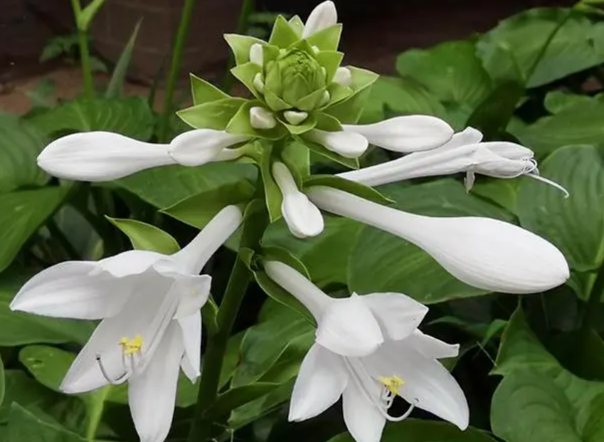 玉簪花地栽可以过冬吗