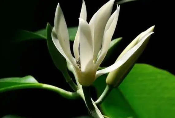 白兰花刚买来怎么上盆