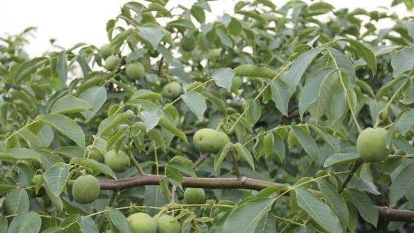 核桃树寿命一般多少年