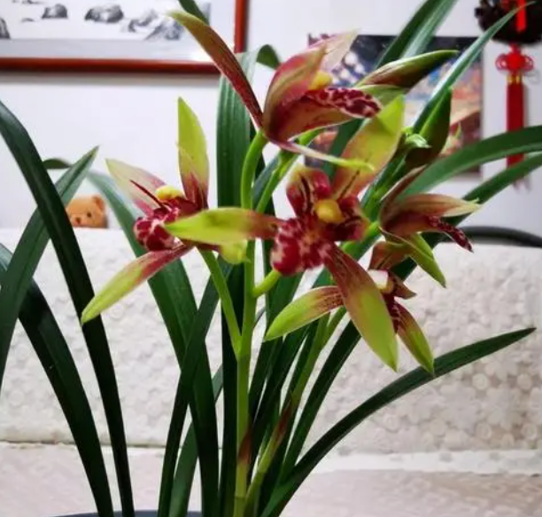 用醋浇兰花正确方法