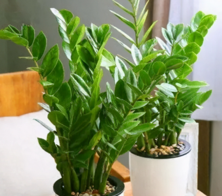 铜钱树冬天怎么养