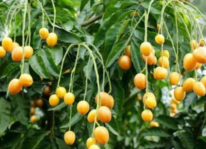 黄皮果几月份开花