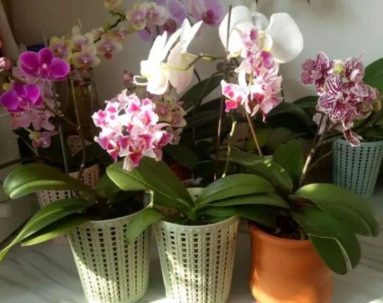 松树皮可以养蝴蝶兰吗