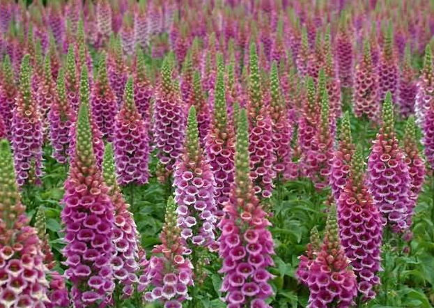 毛地黄几月份开花