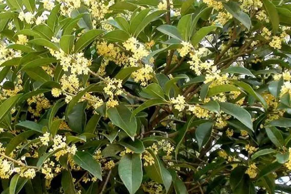 桂花树的生存环境