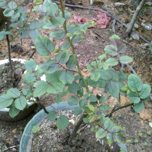 月季花只长叶子不开花是什么原因