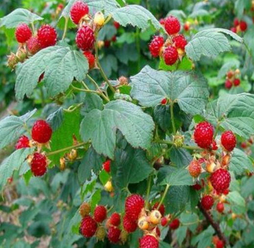 树莓适合什么地方种植