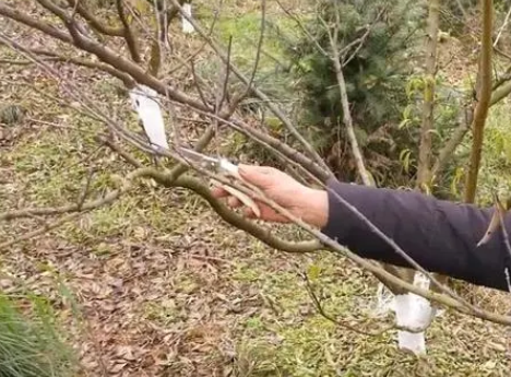 李子树怎么剪枝口诀