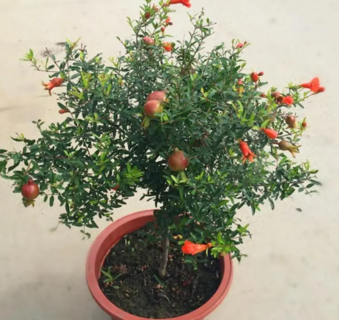 家庭盆栽石榴树的养殖方法