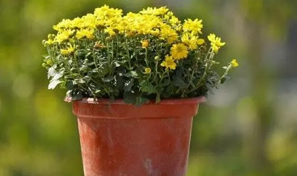 盆栽菊花的养殖步骤