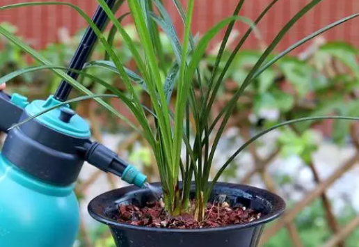 秋季可以移栽兰花吗