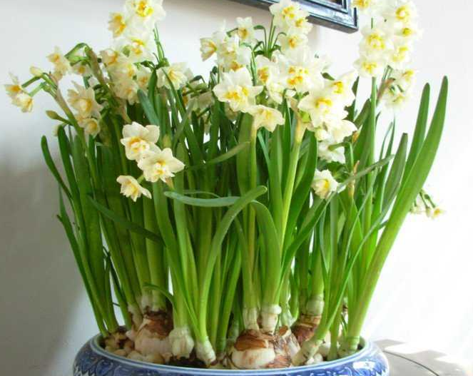 你会种水仙花吗