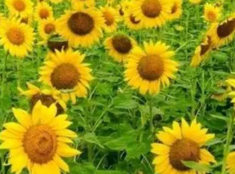 向日葵一年开几次花