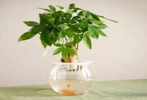 水培发财树的方法
