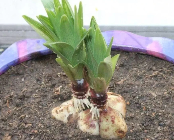 百合种球多久开花