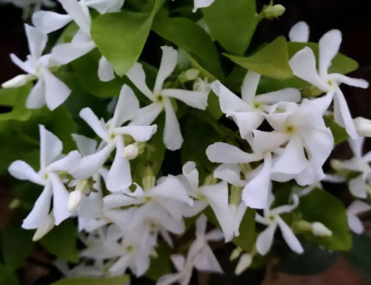 风车茉莉不开花