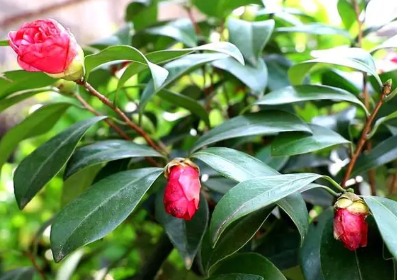 山茶花对光照的要求